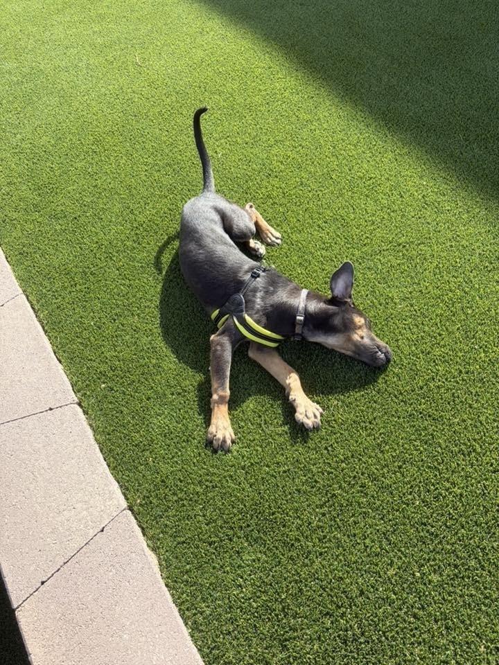 Enlarge Fred, a Adoptable mixed breed in Colorado Springs, CO image 4/6