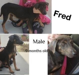 Enlarge Fred, a Adoptable mixed breed in Colorado Springs, CO image 5/6