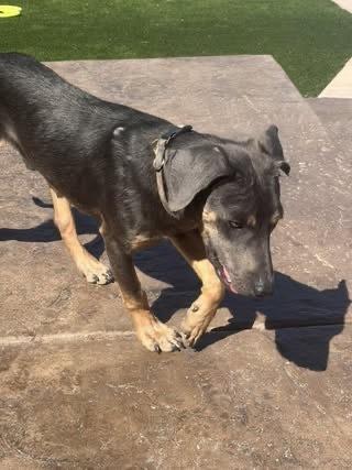 Enlarge Fred, a Adoptable mixed breed in Colorado Springs, CO image 6/6