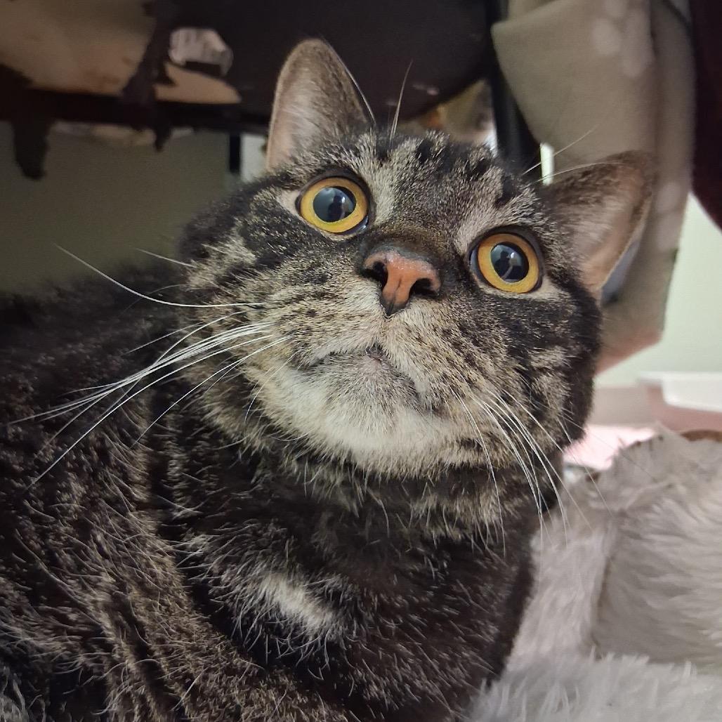 Ricco, Adoptable, Adult Male Domestic Short Hair.