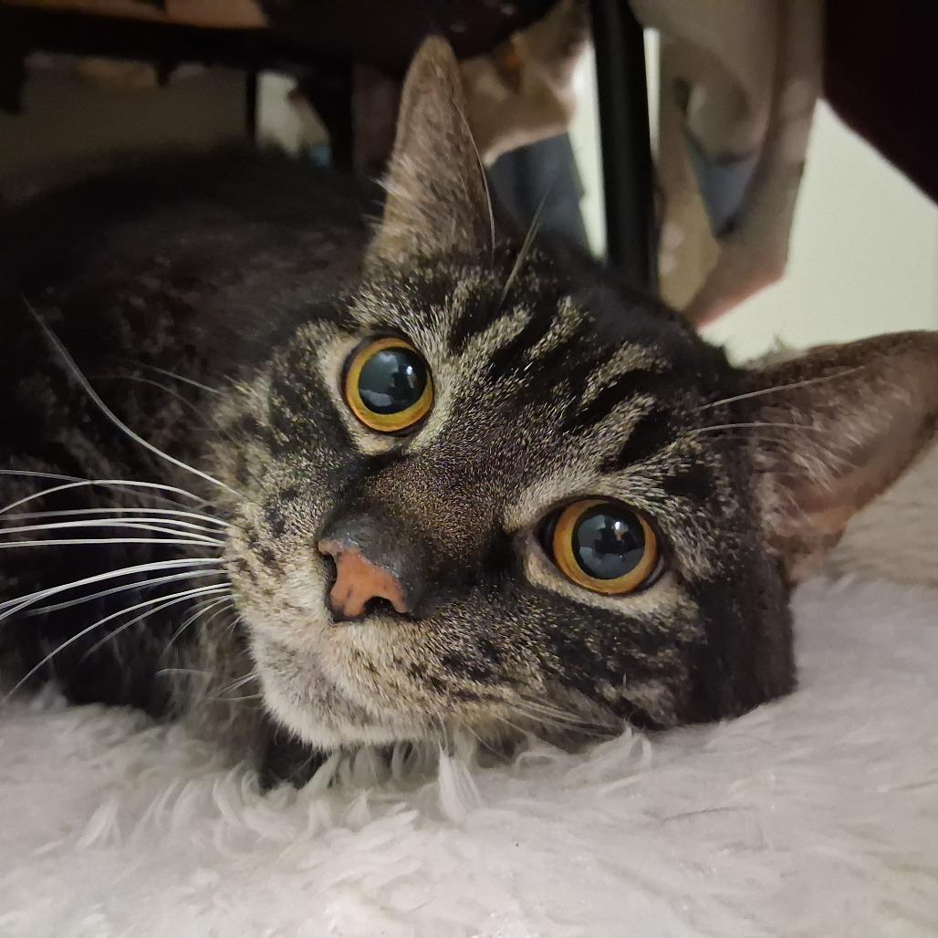 Enlarge Ricco, a Adoptable Domestic Short Hair in Middlebury, VT image 3/5