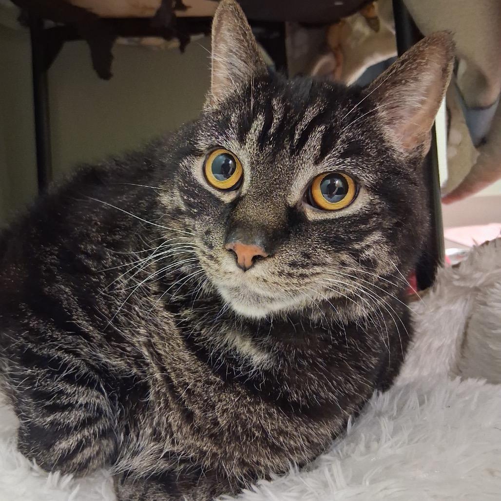 Enlarge Ricco, a Adoptable Domestic Short Hair in Middlebury, VT image 4/5