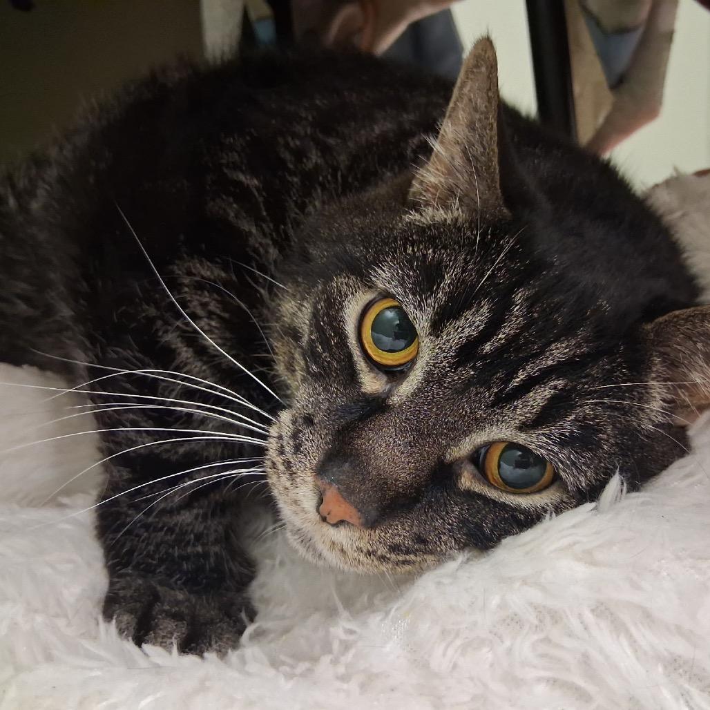 Enlarge Ricco, a Adoptable Domestic Short Hair in Middlebury, VT image 5/5