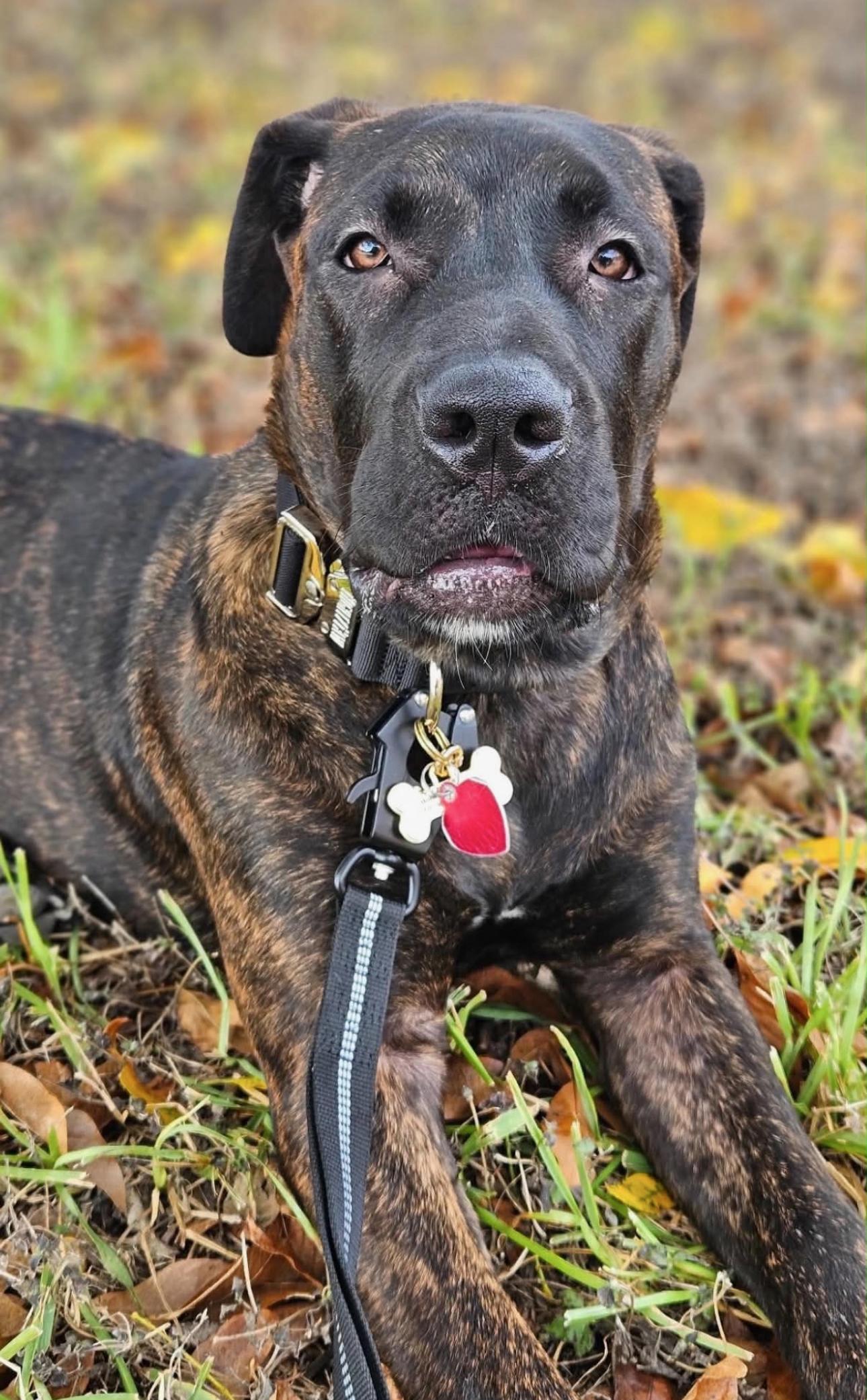 Enlarge Nova, an adopted Cane Corso in Kankakee, IL image 1/3
