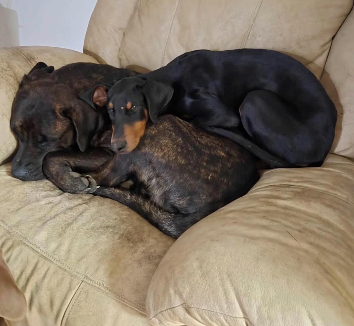 Enlarge Nova, an adopted Cane Corso in Kankakee, IL image 3/3
