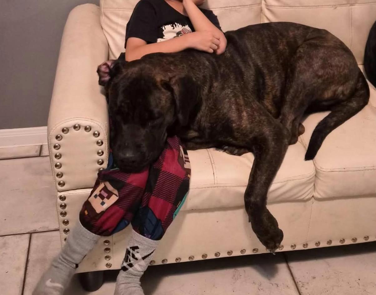 Enlarge Nova, an adopted Cane Corso in Kankakee, IL image 2/3