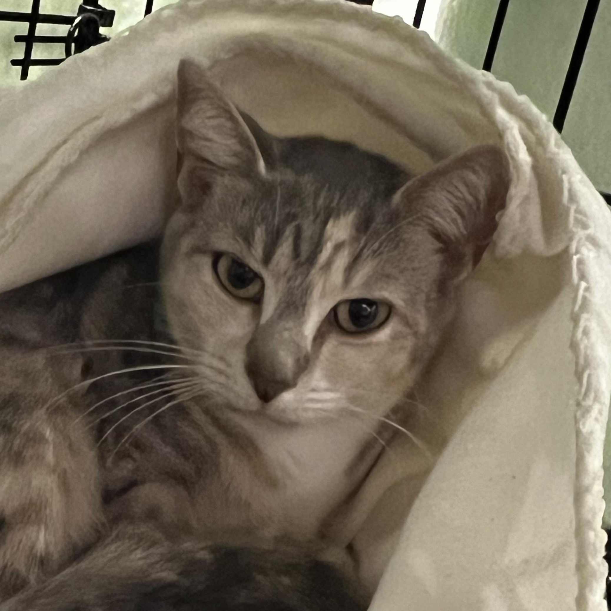 Mavis, adopted, Young Female Domestic Short Hair.