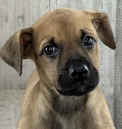 Enlarge Bali, an adoptable mixed breed in Winter, WI image 1/1