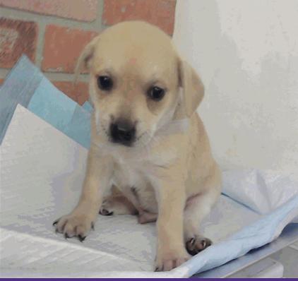 Cloud, Adoptable, Puppy Male Chihuahua & Labrador Retriever.