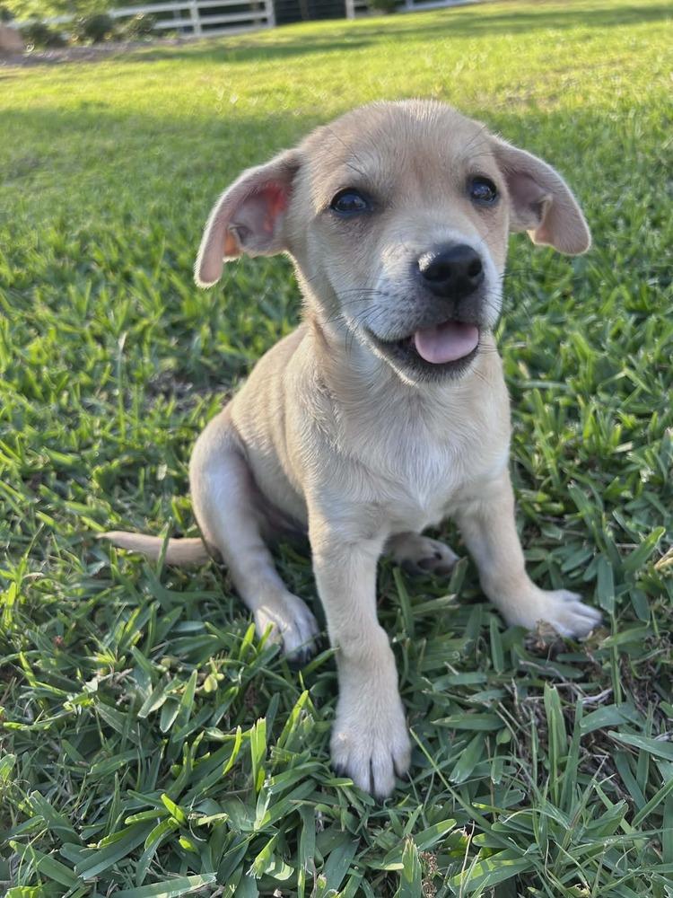 Enlarge Cloud, a Adoptable mixed breed in Aurora, CO image 2/2