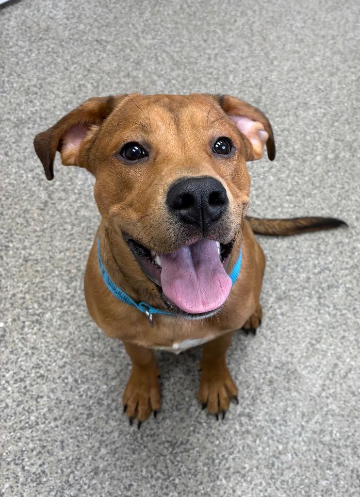 Tartan, Adoptable, Puppy Male Hound & Labrador Retriever.