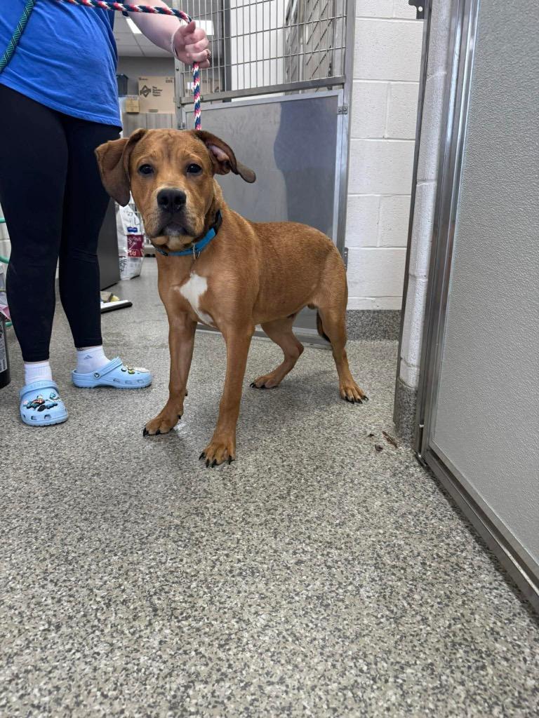 Enlarge Tartan, a Adoptable mixed breed in Van Wert, OH image 2/3