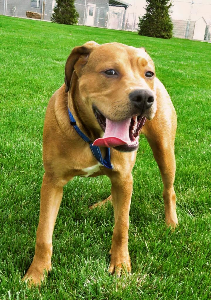 Enlarge Tartan, a Adoptable mixed breed in Van Wert, OH image 3/3