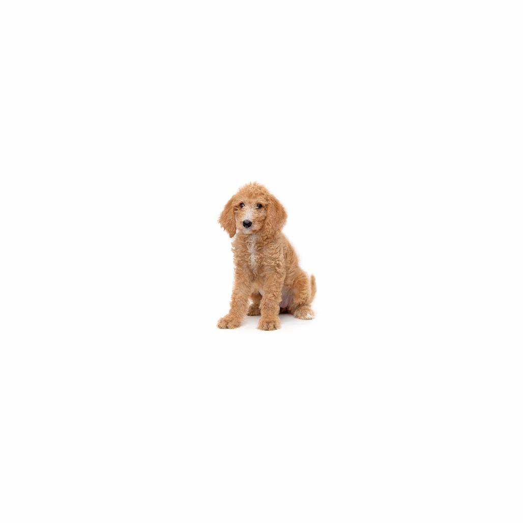 Sky Dancer, Adoptable, Puppy Female Mixed Breed.