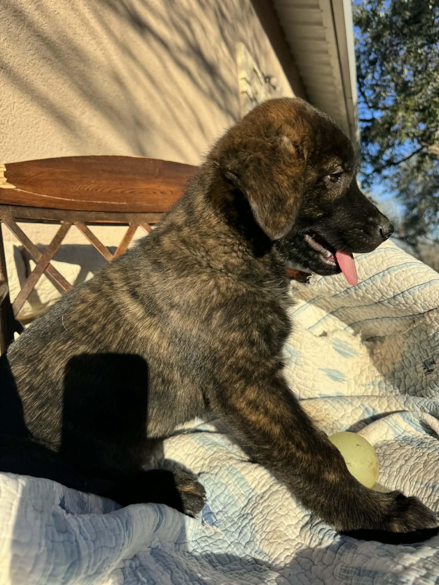 Enlarge Sturgis, an adopted mixed breed in Boston, MA image 6/6