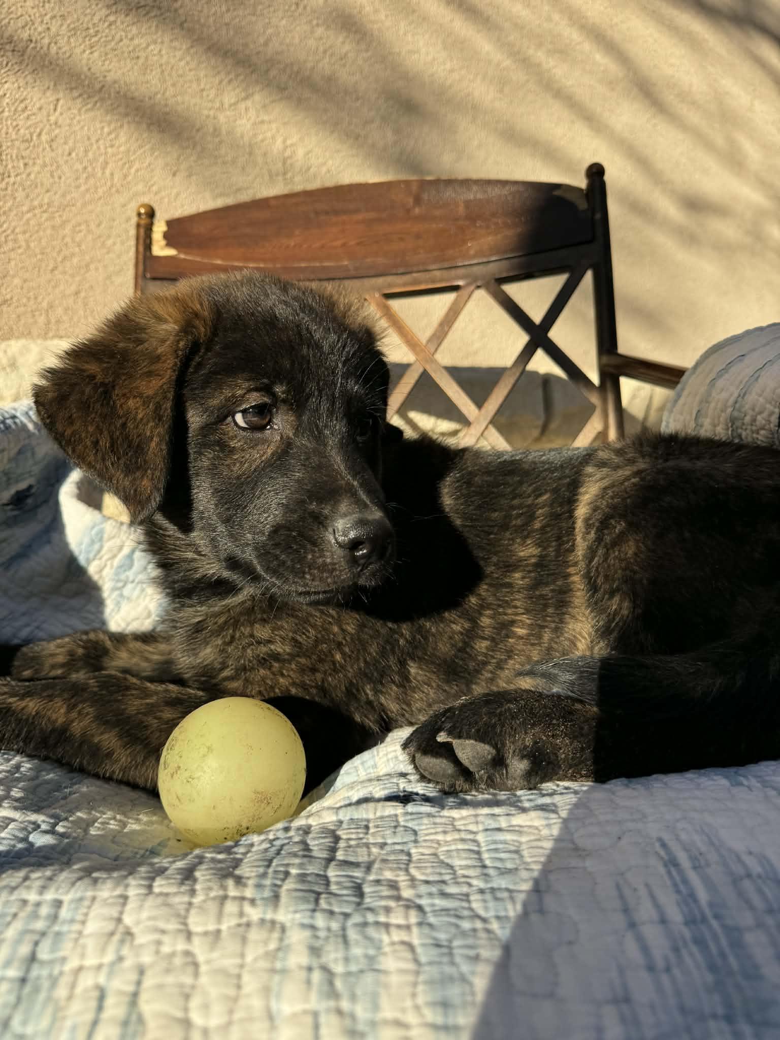 Enlarge Sturgis, an adopted mixed breed in Boston, MA image 5/6