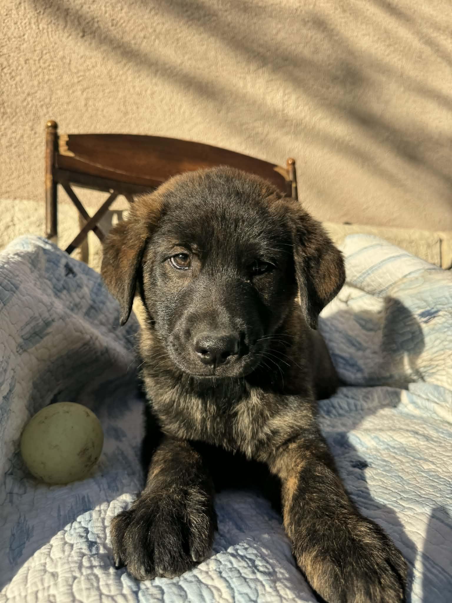 Enlarge Sturgis, an adopted mixed breed in Boston, MA image 2/6