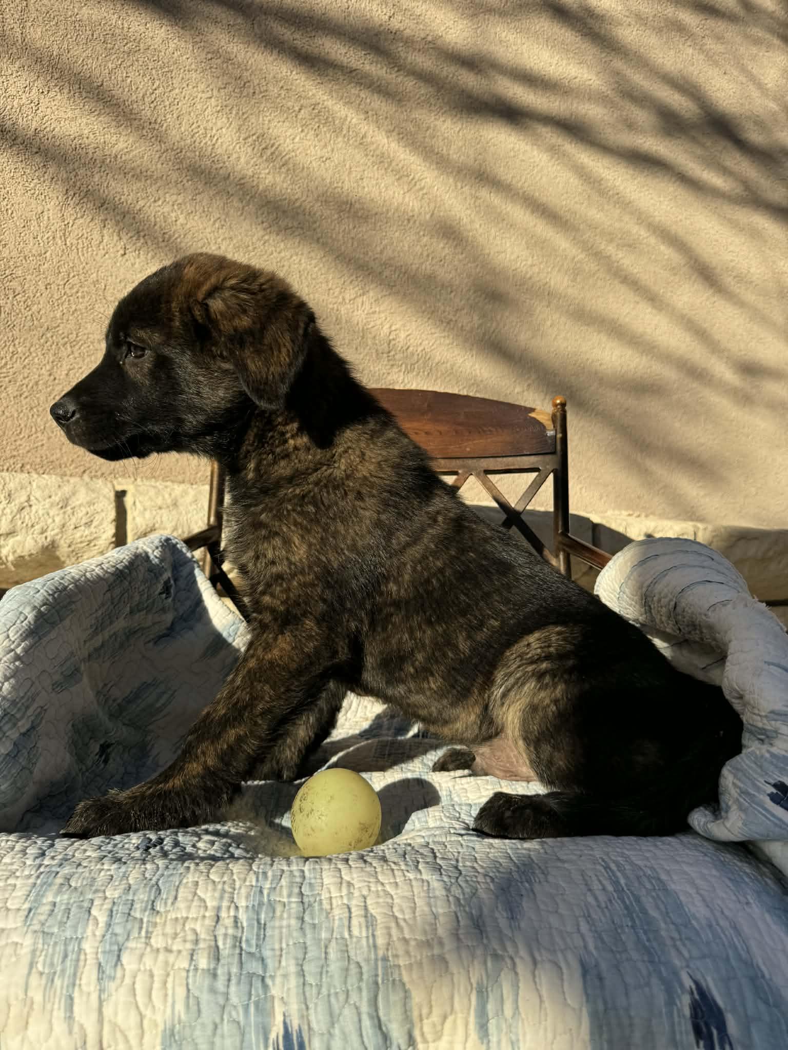 Enlarge Sturgis, an adopted mixed breed in Boston, MA image 3/6