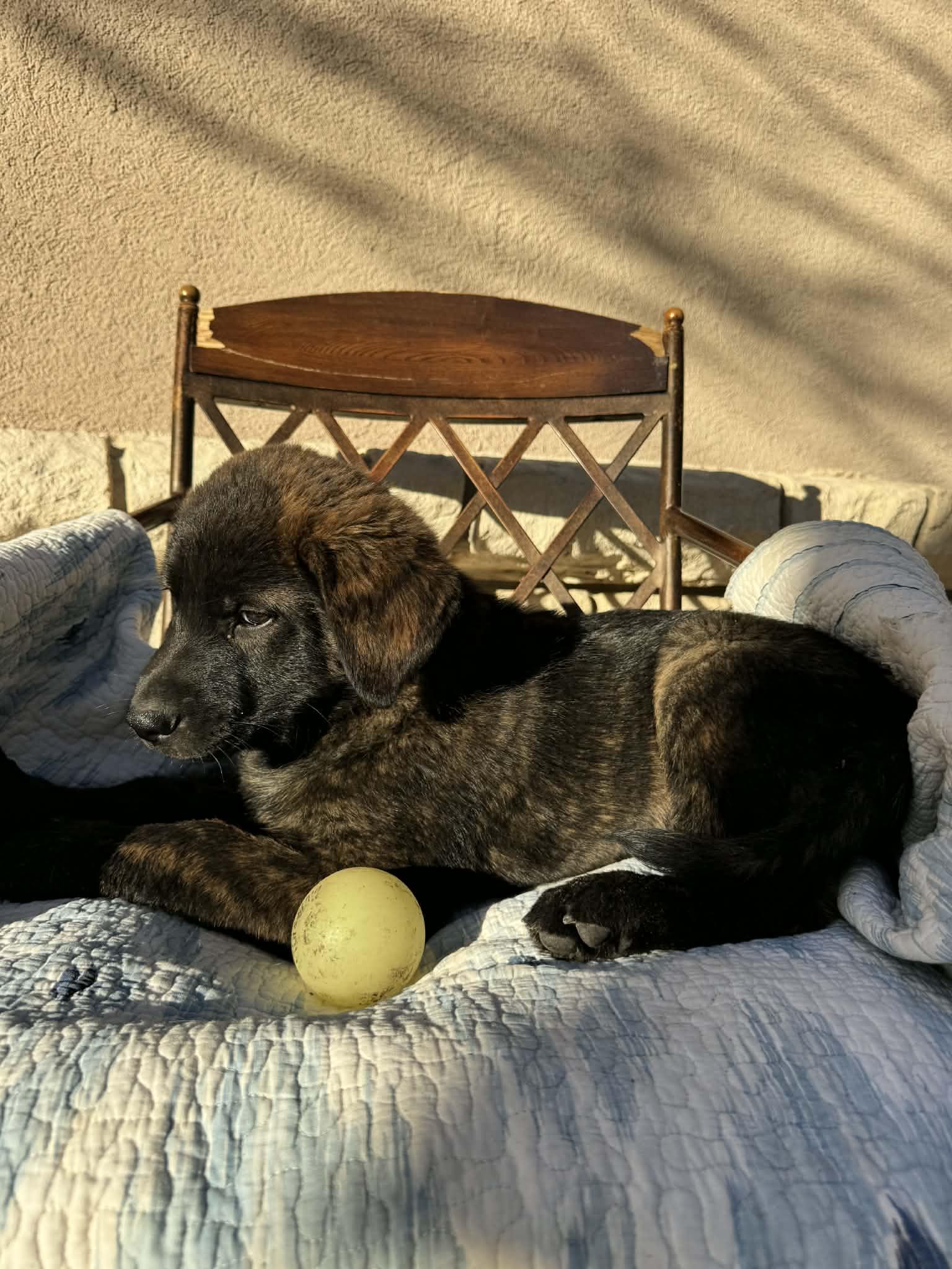 Enlarge Sturgis, an adopted mixed breed in Boston, MA image 4/6