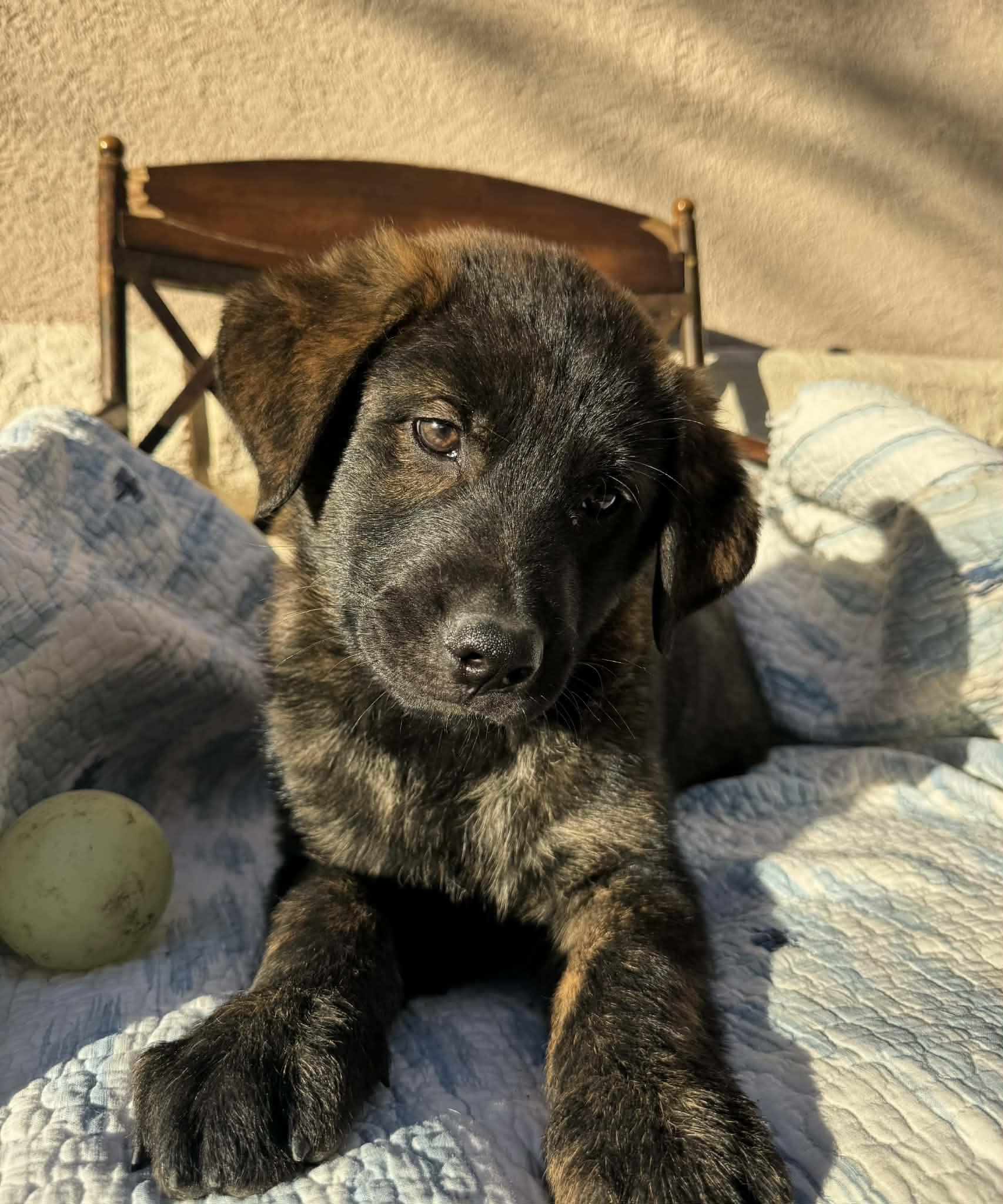 Sturgis, adopted, Puppy Male German Shepherd Dog & Black Labrador Retriever.