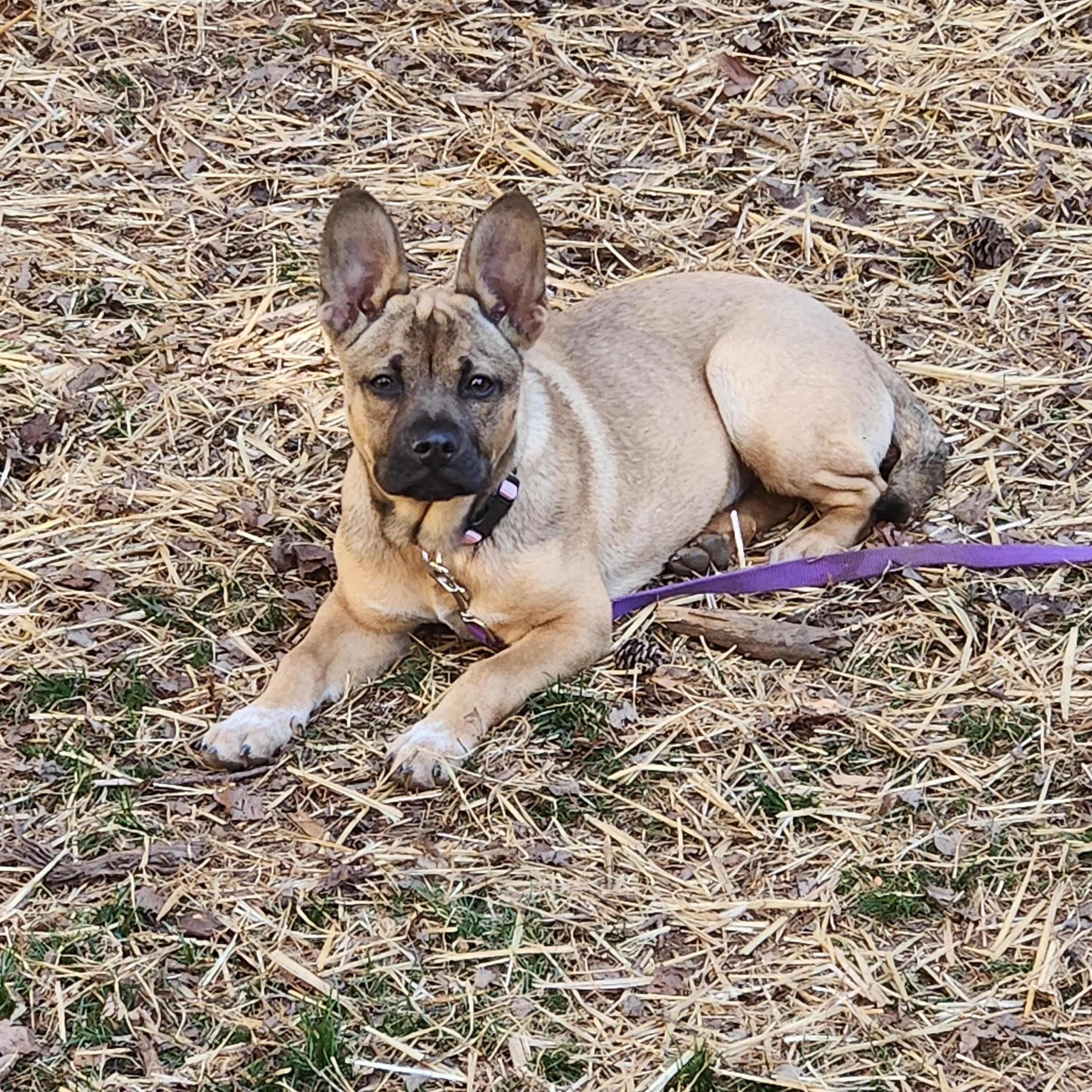 Enlarge DOLLY, a hold mixed breed in Troutman, NC image 2/6