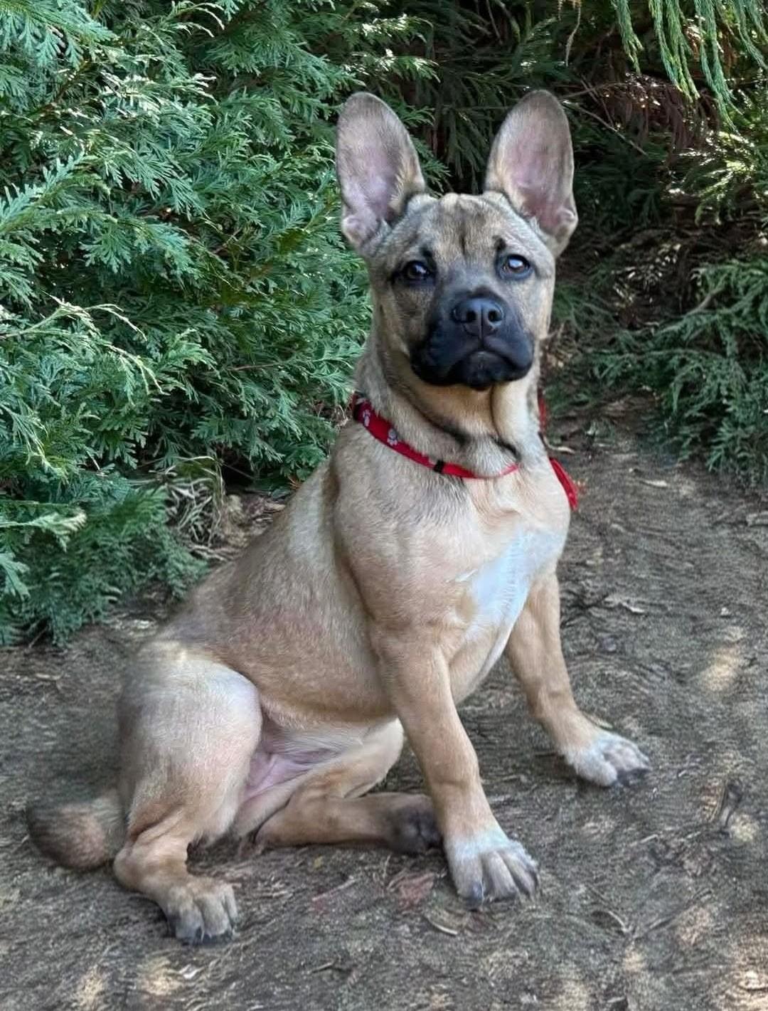 DOLLY, ADOPTABLE, Puppy Female Shepherd & French Bulldog.