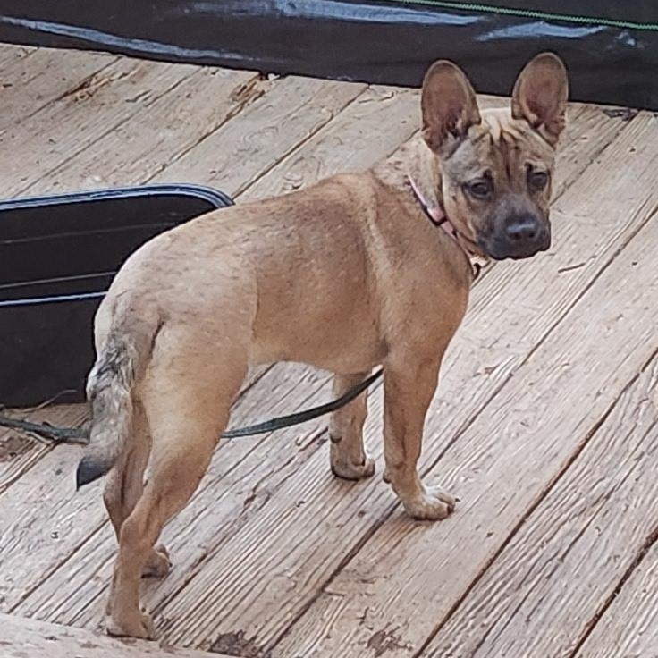 Enlarge DOLLY, a hold mixed breed in Troutman, NC image 3/6