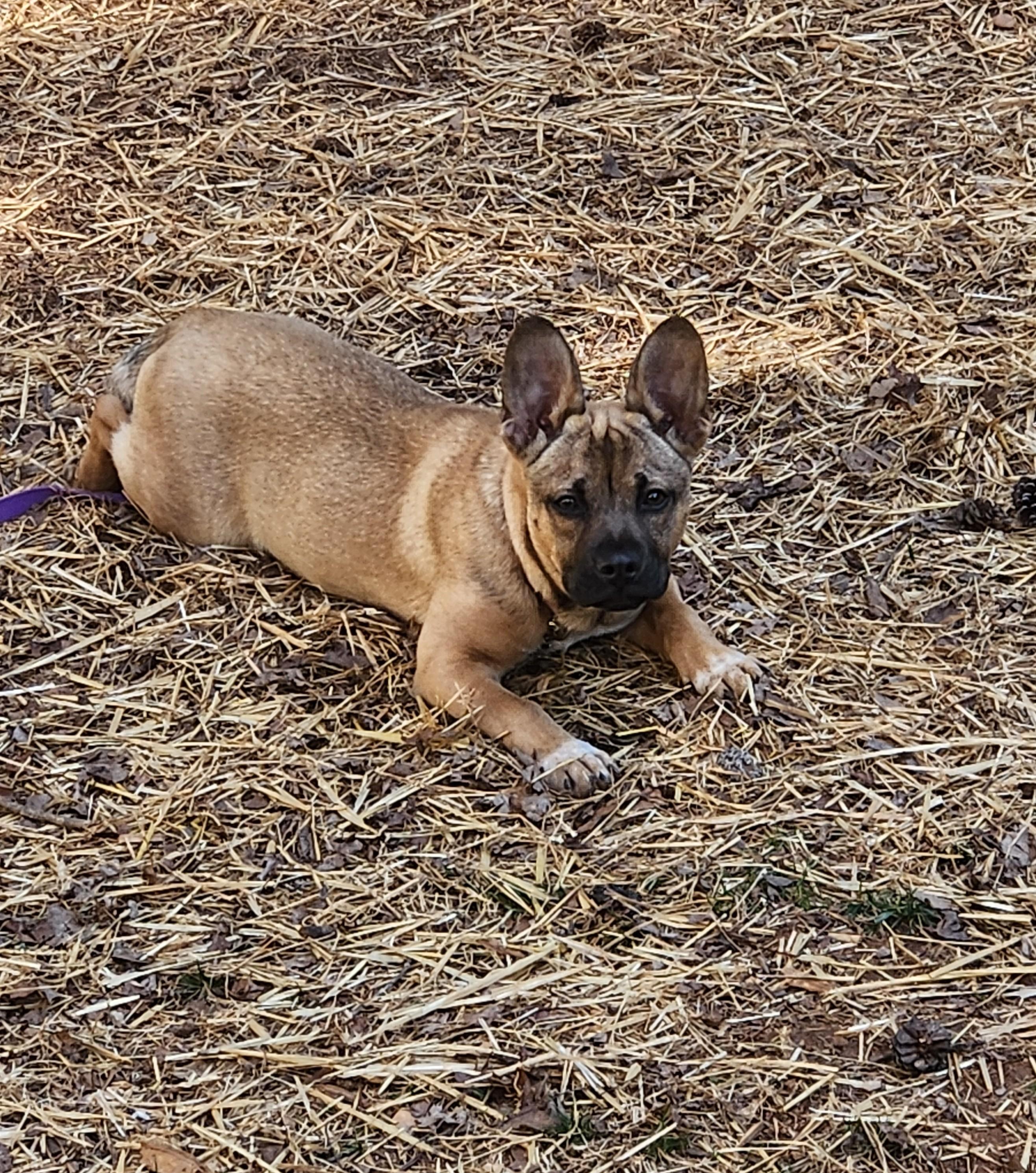 Enlarge DOLLY, a hold mixed breed in Troutman, NC image 4/6