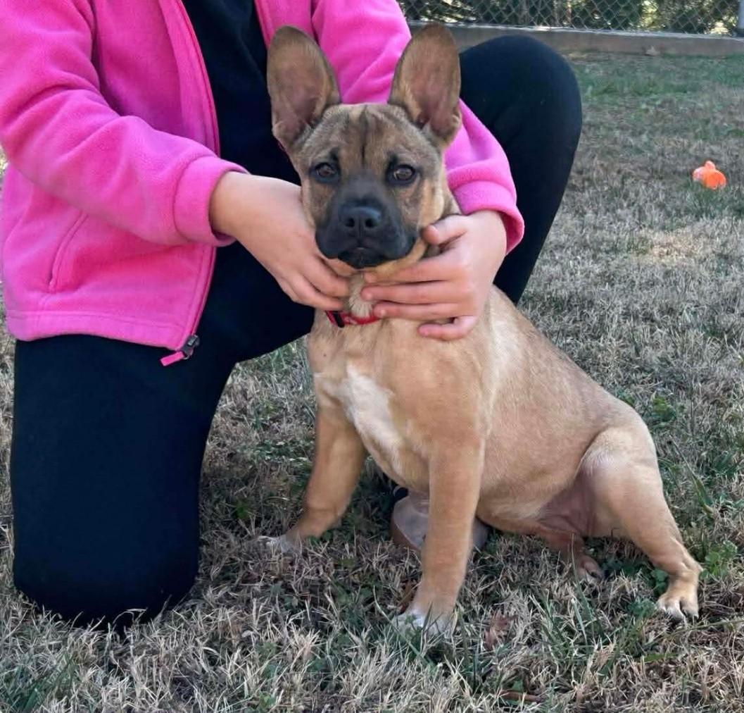 Enlarge DOLLY, a hold mixed breed in Troutman, NC image 5/6