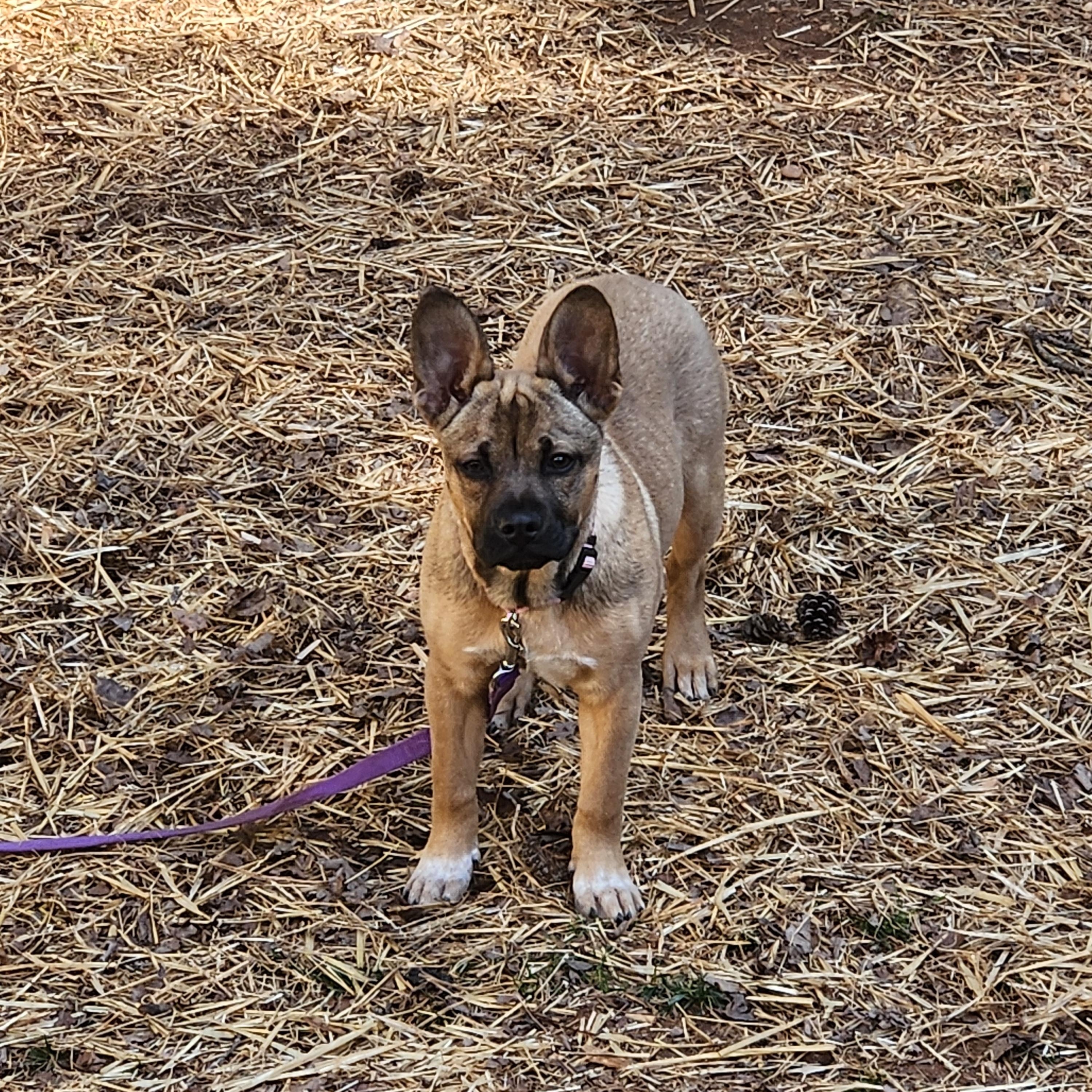 Enlarge DOLLY, a hold mixed breed in Troutman, NC image 6/6
