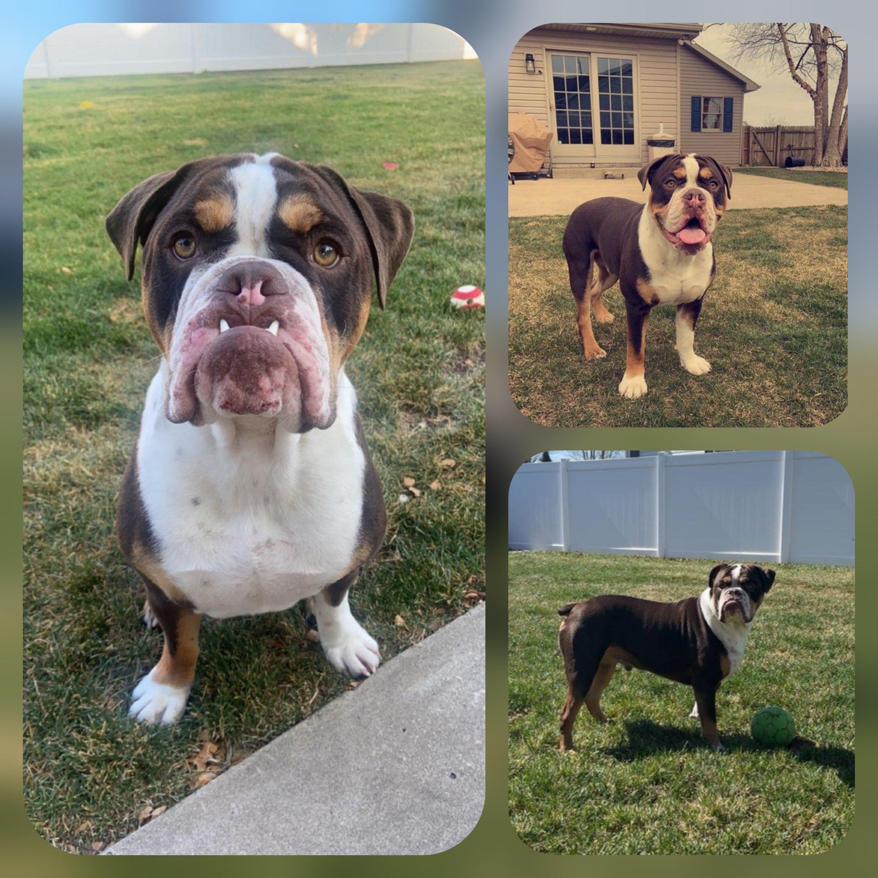 Moose, ADOPTABLE, Young Male English Bulldog.