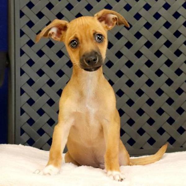 Gary, a Adoptable mixed breed in Midland, TX image 1/2