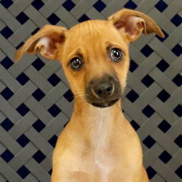 Gary, a Adoptable mixed breed in Midland, TX image 2/2