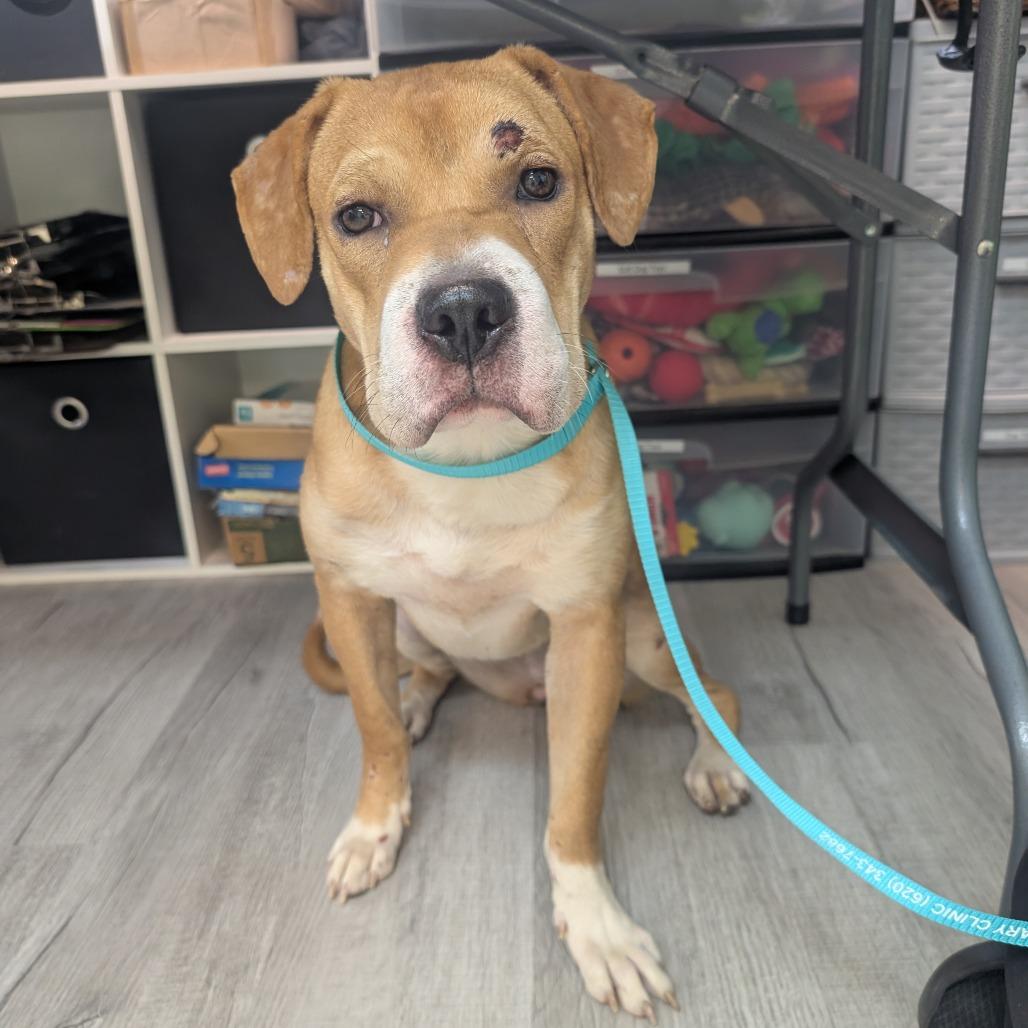 Biscuit, Adoptable, Adult Female Mixed Breed.