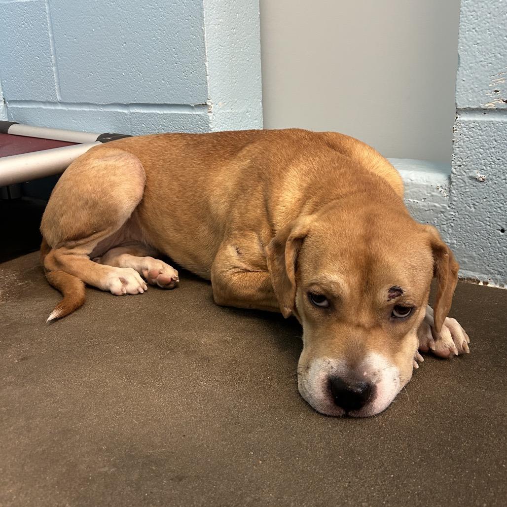 Biscuit, a Adoptable Mixed Breed in Emporia, KS image 2/5