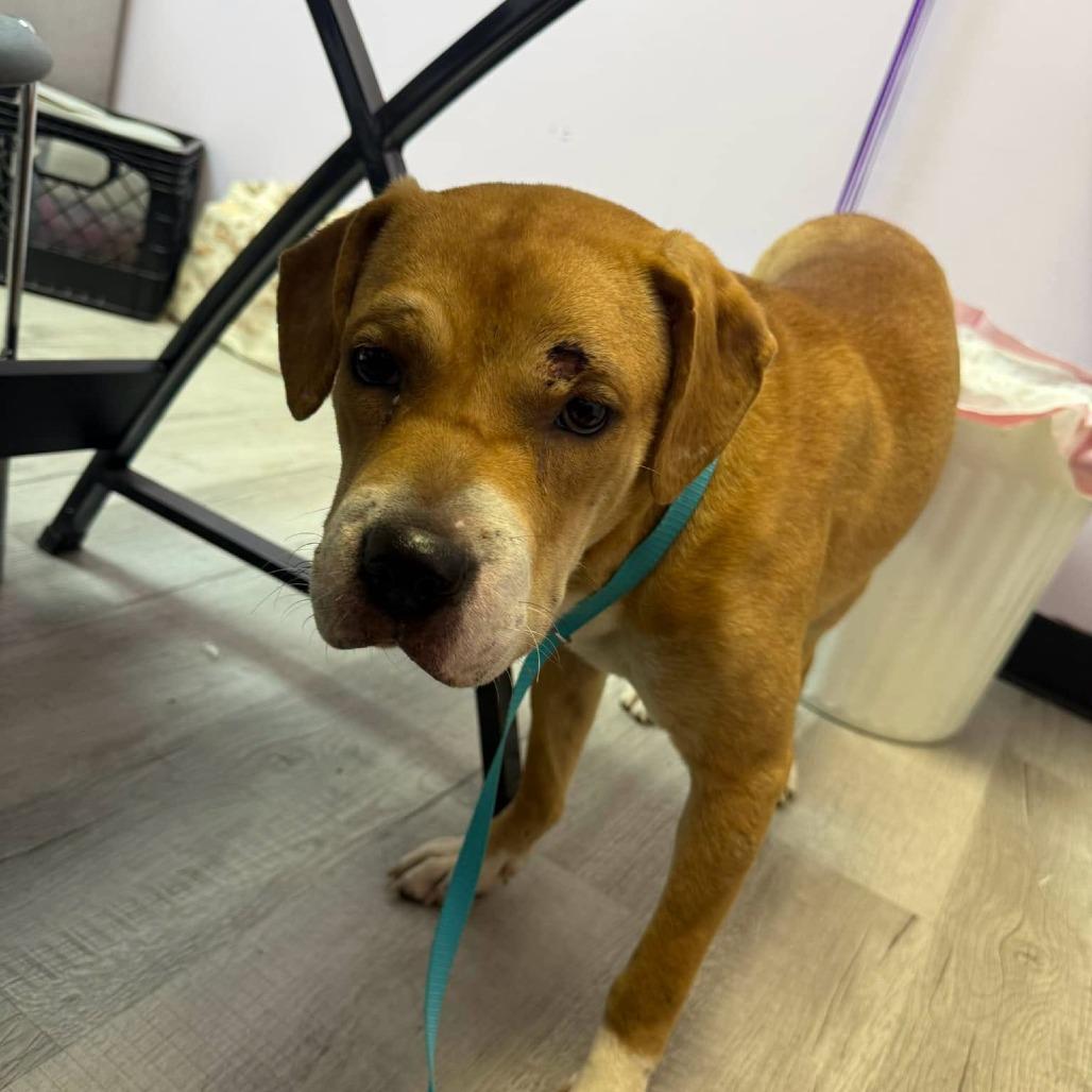 Biscuit, a Adoptable Mixed Breed in Emporia, KS image 3/5