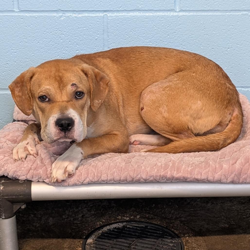Biscuit, a Adoptable Mixed Breed in Emporia, KS image 4/5