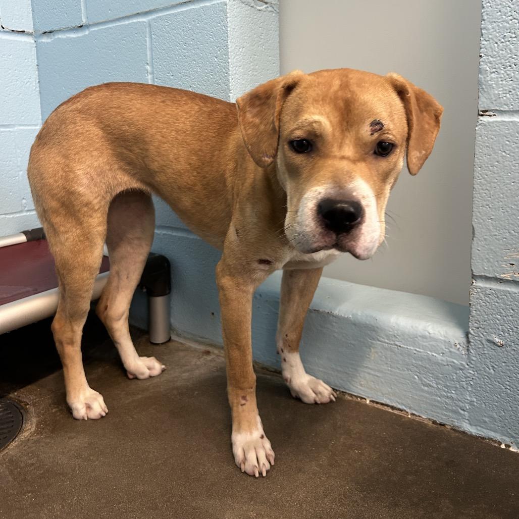 Biscuit, a Adoptable Mixed Breed in Emporia, KS image 5/5