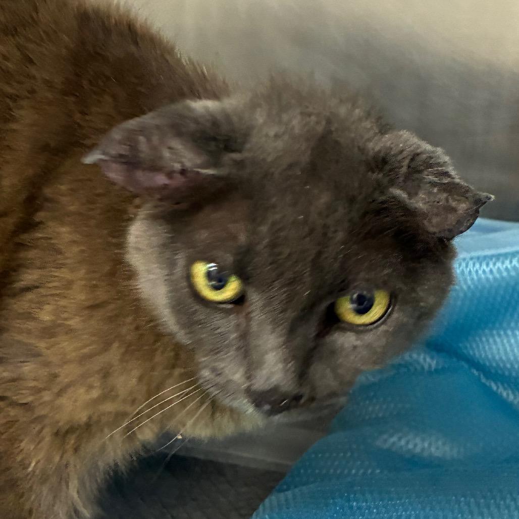Enlarge Church, a Adoptable Domestic Short Hair in Bronson, FL image 1/2