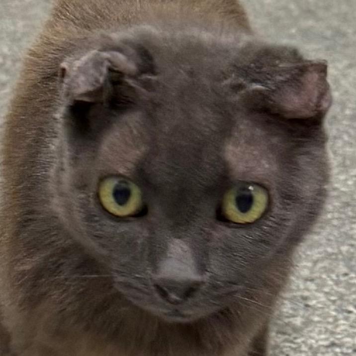 Enlarge Church, a Adoptable Domestic Short Hair in Bronson, FL image 2/2