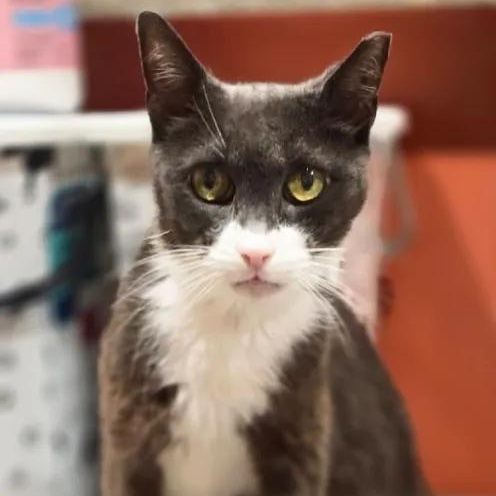 Enlarge Bigotes, a Adoptable Domestic Short Hair in Weehawken, NJ image 6/6