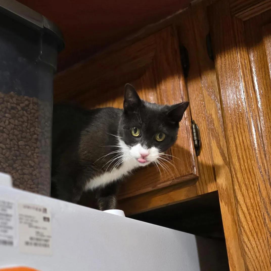 Enlarge Bigotes, a Adoptable Domestic Short Hair in Weehawken, NJ image 3/6
