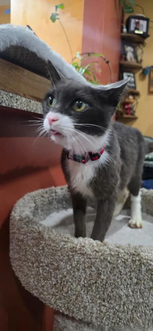 Enlarge Bigotes, a Adoptable Domestic Short Hair in Weehawken, NJ image 2/6