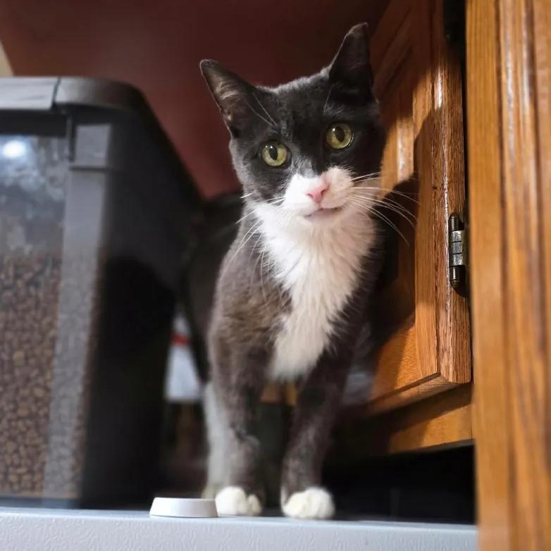 Bigotes, Adoptable, Adult Female Domestic Short Hair.
