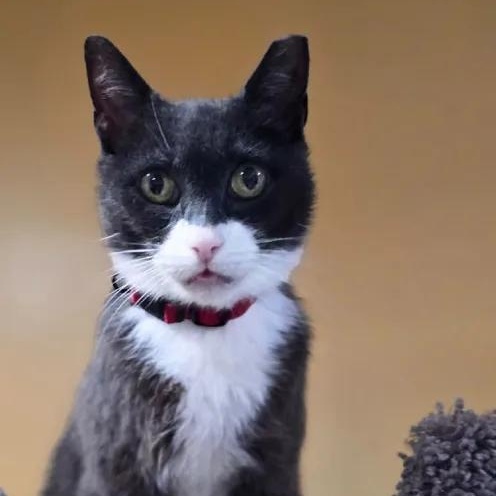 Enlarge Bigotes, a Adoptable Domestic Short Hair in Weehawken, NJ image 5/6