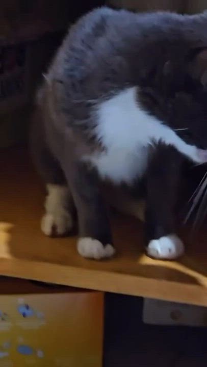 Enlarge Bigotes, a Adoptable Domestic Short Hair in Weehawken, NJ video 4/6