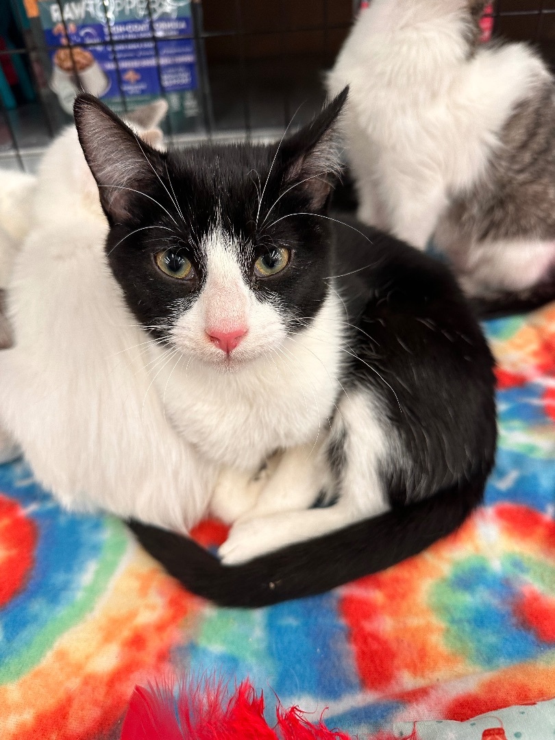 Gorgonzola , Adopted, Young Male Domestic Short Hair.