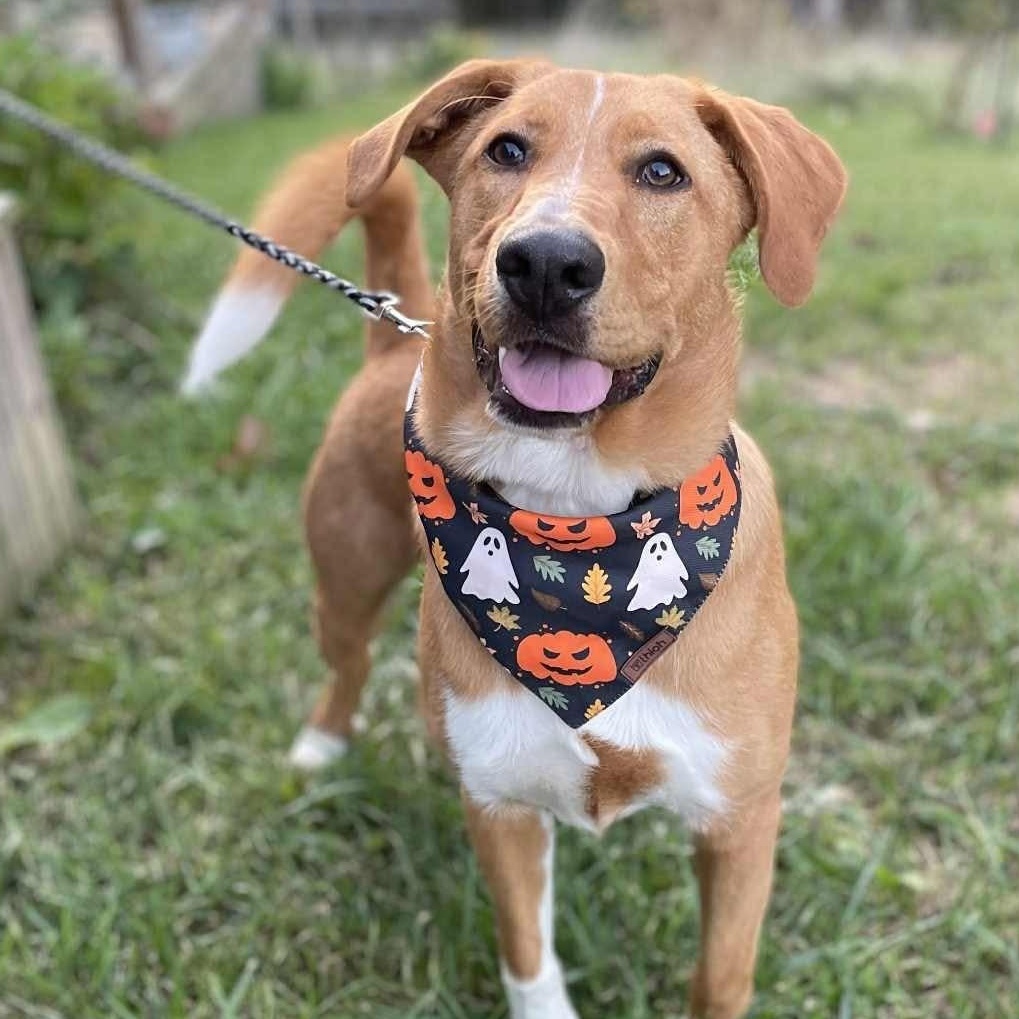 Benny, Adoptable, Young Male Hound & Great Pyrenees.