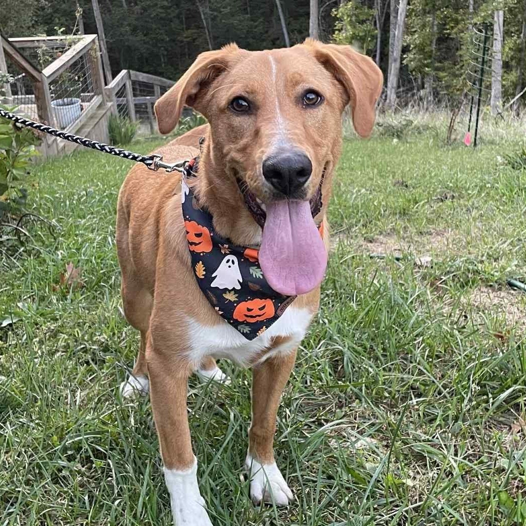 Benny, a Adoptable mixed breed in Louisville, KY image 2/4