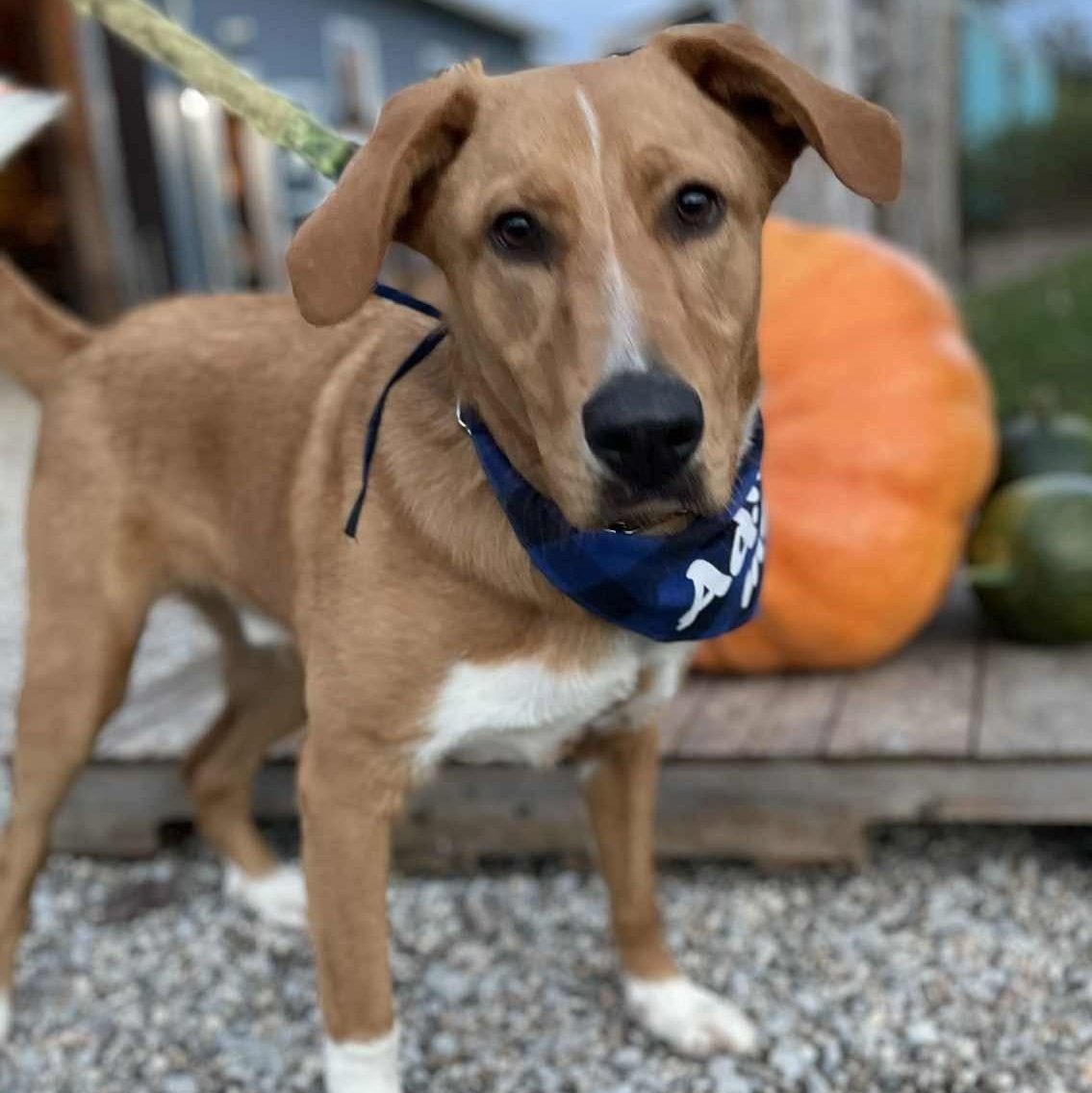 Benny, a Adoptable mixed breed in Louisville, KY image 3/4